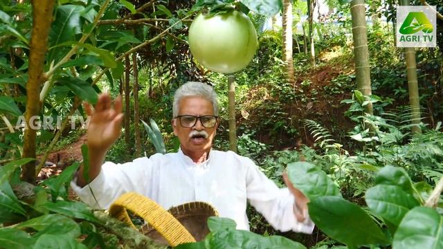 കഥകളിൽ കേട്ട കമണ്ഡലു,കൃഷി ചെയ്തു വിളയിച്ച കർഷകൻ  Calabash fruit I Kamandalu Tree In Kerala Kasarago