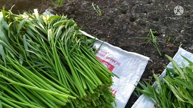 Tips Memilih Bibit Kangkung unggul dan Tahan penyakit
