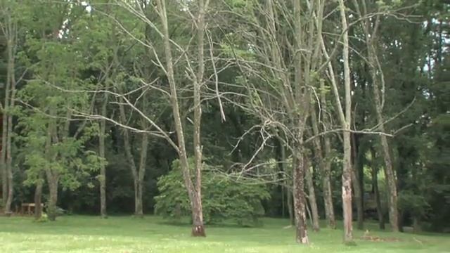 Emerald Ash Borer - Growing Kentucky, July 2009
