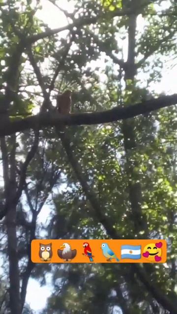 As belezas da Argentina e o canto dos 🦉🦅🦜🐦🌲🌳🍁🍂