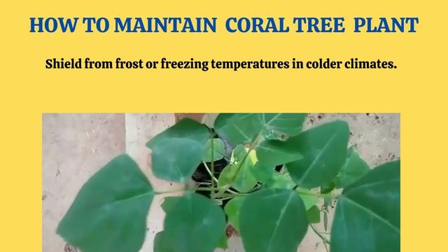 Want To Grow Easily At Home Coral | Kalyana Murungai |Erythrina Variegataindica Plant From Seeds