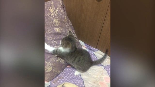Котенок и подушки