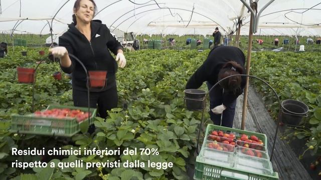 La filiera delle fragole Origine Coop