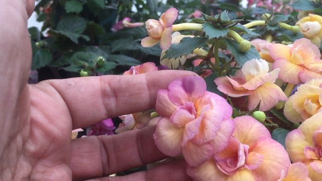 Ахименес. RF'S Tropicana