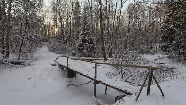 Невский лесопарк зимой