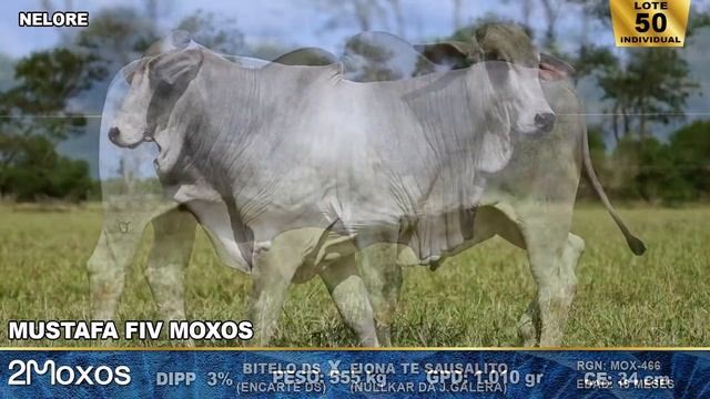 LOTE 50 (MUSTAFA FIV MOXOS • MOX-466)