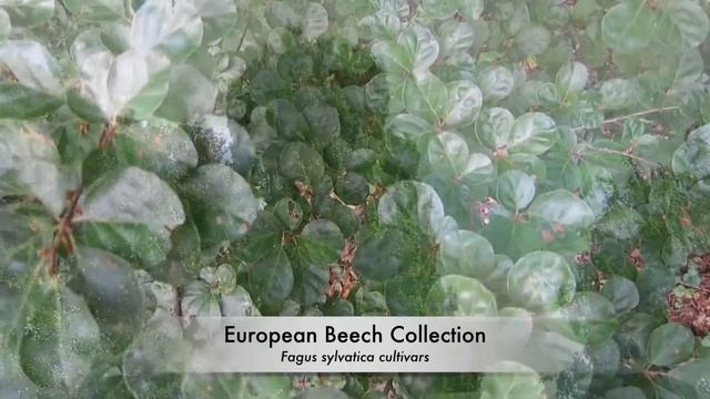 European Beeches (Fagus sylvatica cultivars)