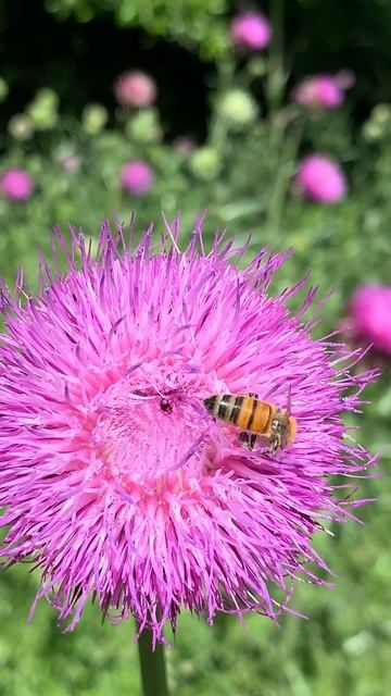 Honeybee working a milk thistle bloom