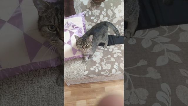 Умнейший котопёс Барсик ещё и разговаривает.mp4