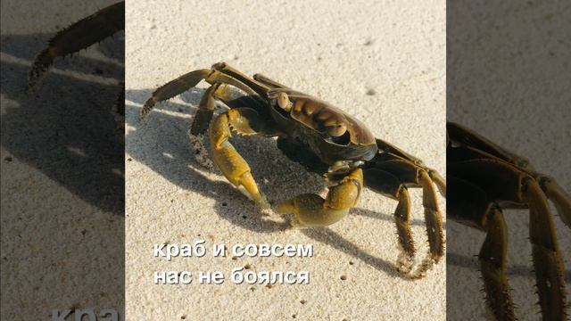 В преф.Окинава на ос.Курима. Пока ещё дикий пляж.