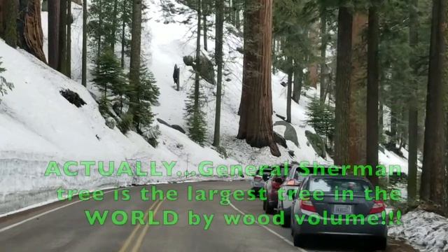 Yr 2: 40 World's largest & oldest trees! Sequoia National Park