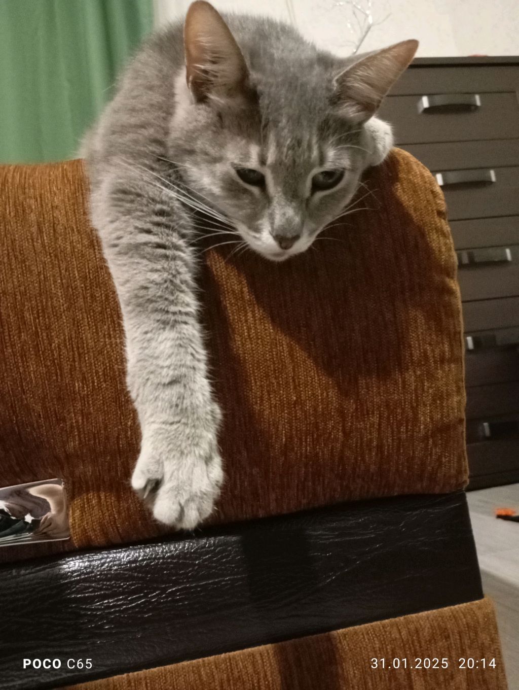 Мой Кот спит