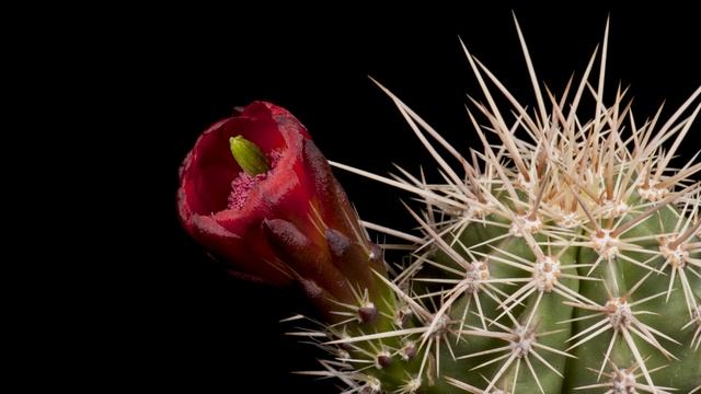 Time Lapse Echinocereus arizonicus, USA, Arizona, Pinal / Gila County