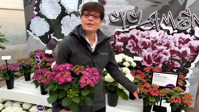 Hydrangeas for Indoor Decor from Ball Ingenuity