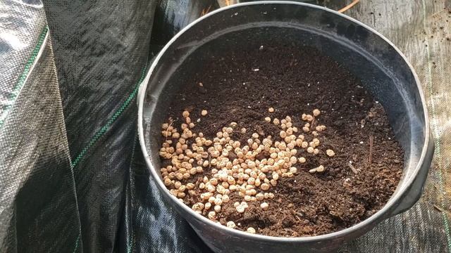 Planting Tiger Nuts (Chufa Sedge Tubers)