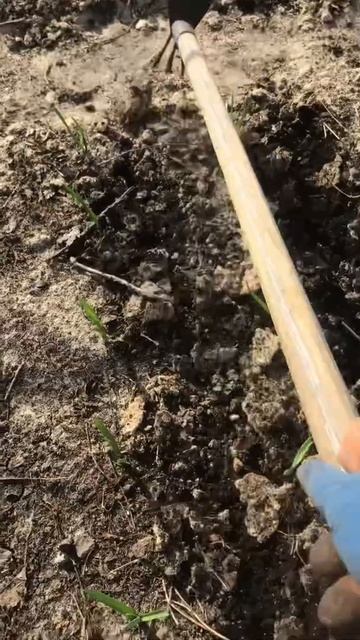 Поливаю чеснок АММИАЧНОЙ СЕЛИТРОЙ ранней весной
