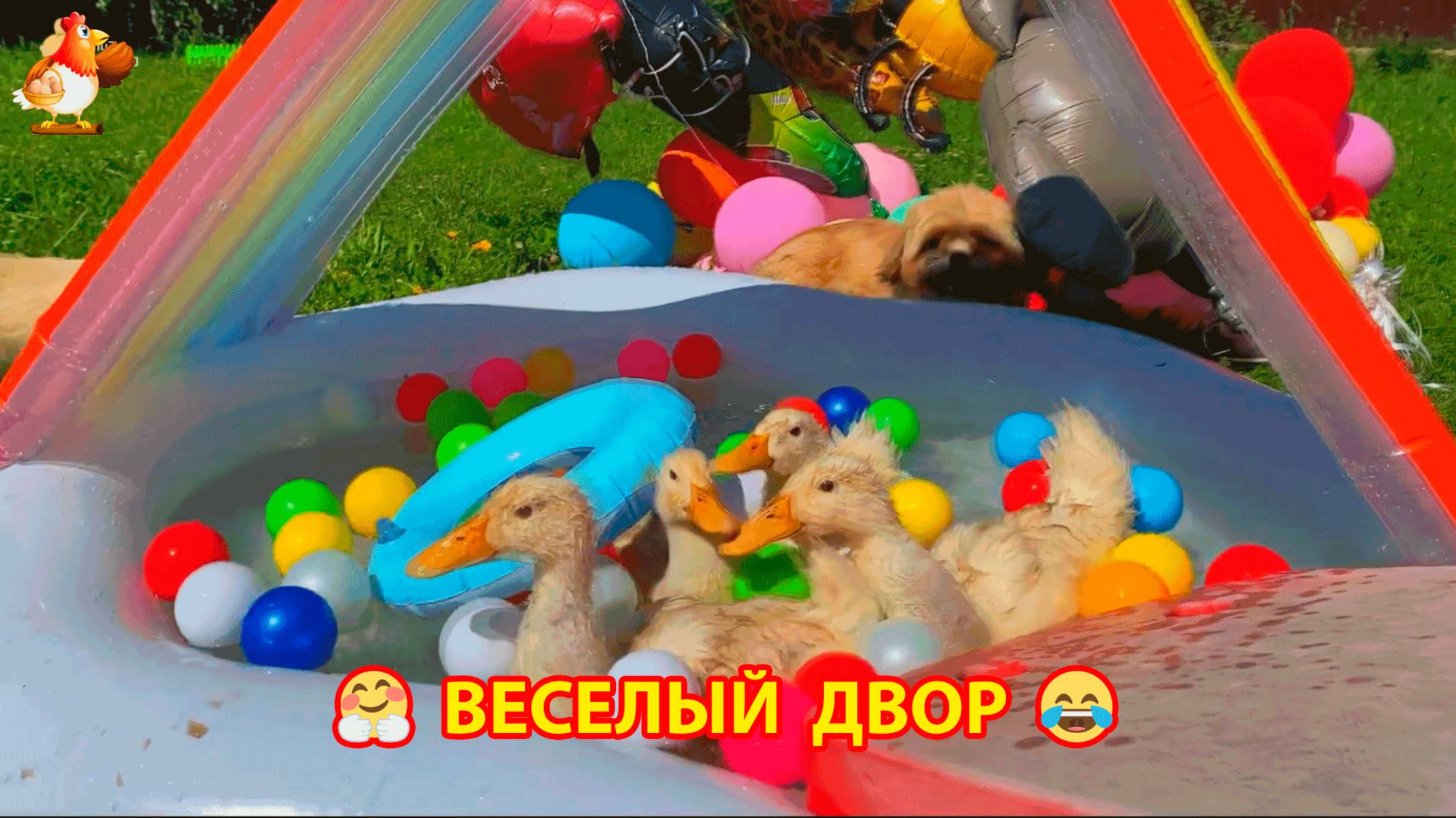 Веселый двор с домашними питомцами 🐈🐤🐓😂