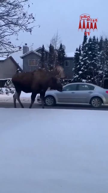 просто лось