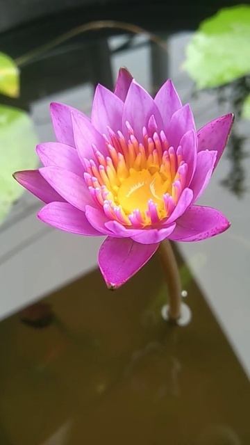 Water lilly 😍#shots