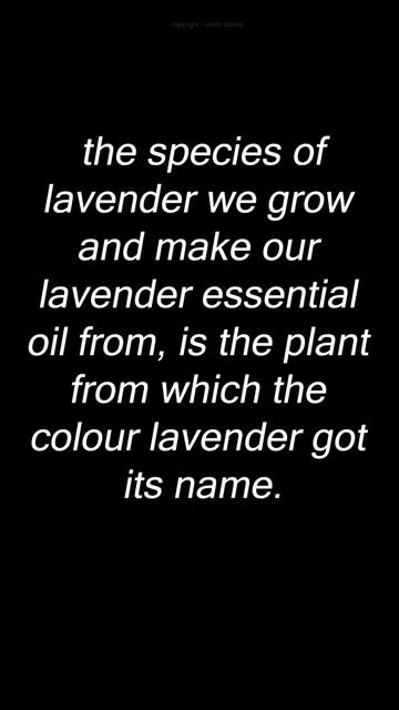 LAVENDER THE FLOWER 05 #flowers #youtubeshorts #lavender