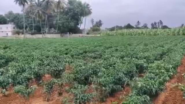 4 acre farm land for sale in Chikkaballapura #agriculture #sale #realestate