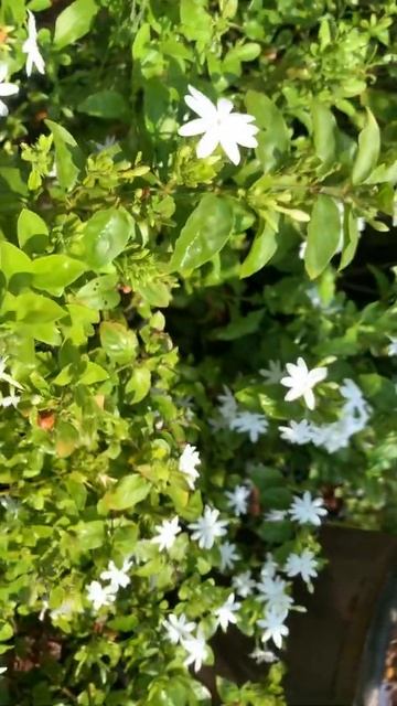 Jasmine flowers #jasmine #lovelyflowers jasmine plants