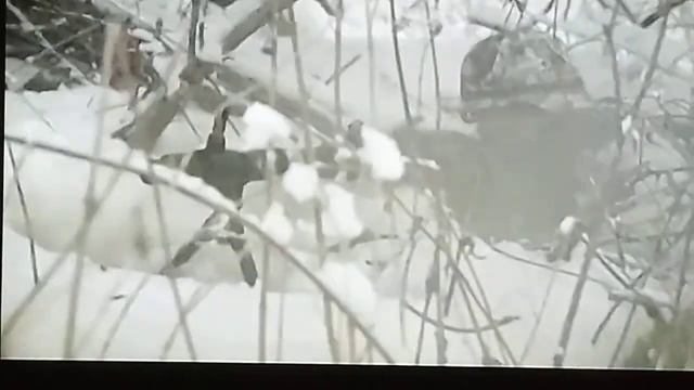 Стрельба на телеканал оружие