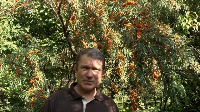 Обліпиха пізнього строку дозрівання Мукшанська