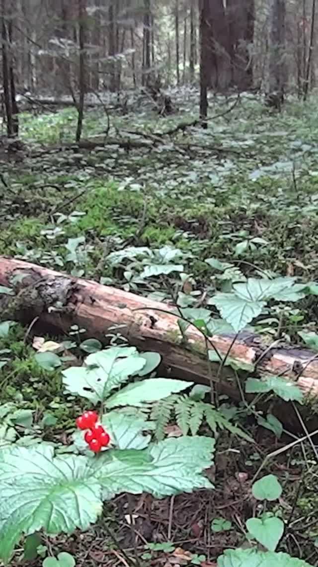Дары тайги