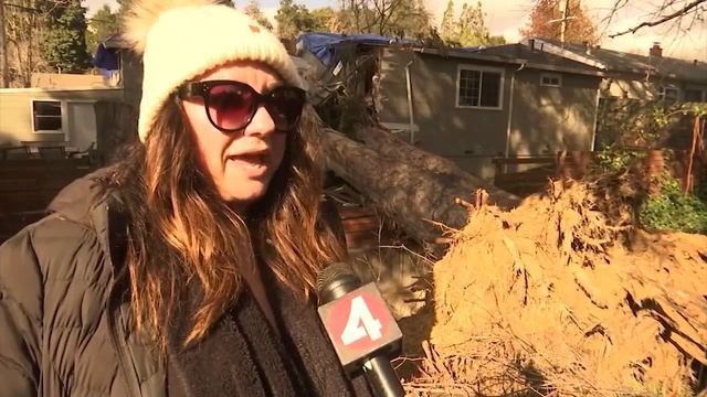 Father injured by fallen eucalyptus tree