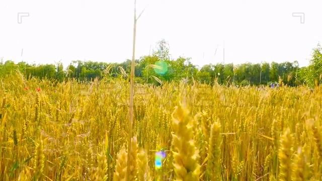 Yellow Wheat Spikelets Stock Video