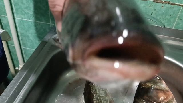 На три дня в другой мир. Небольшой город Кузнецк. А в лесу грибы. ягоды в саду, в пруду 🐠🐋🐟рыба.