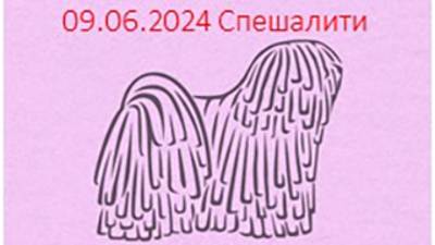СУКИ _ FEMALES Класс открытый     364. ANTICO IMPERO NATALE STAR GOLDI