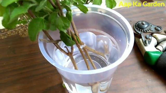 How to propagate tulsi /basil cuttings in water