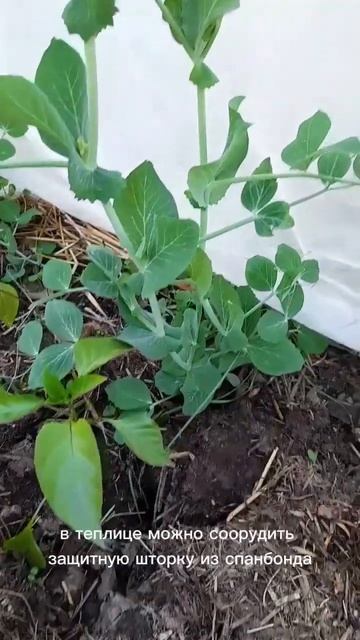 защита растений от солнечных ожогов #дача #огород #цветы