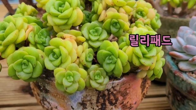 [모닝다육] 오늘의 주인공들 : 러블리로즈, 메비나,  문가디니스, 청옥, 세레시스금, 콩란, 페리도트, 릴리패드, 백봉, 캉캉, 라울 까지 ~~