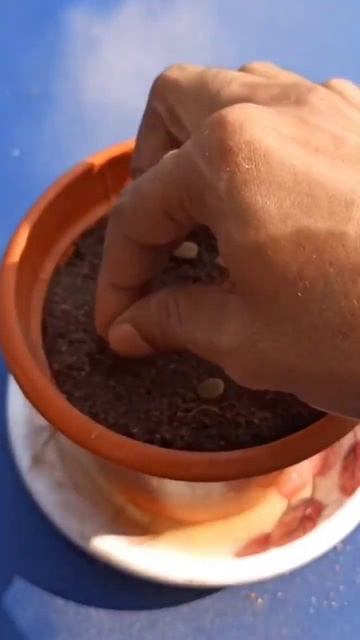 How to germinate peacock flower/Mexican bird of paradise plant from seeds