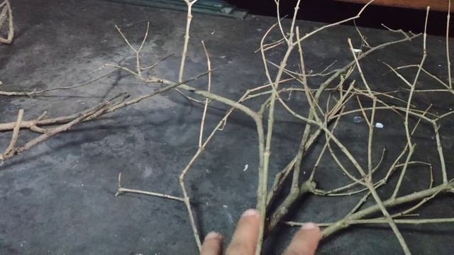 Searching For the Best Aquarium Driftwood for Aquascape. How To Make At Home | Hindi