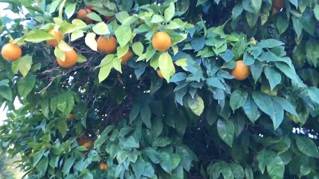 Pafos trip 2018. Day Second. Oranges. There is nothing like this in Estona. Cyprus