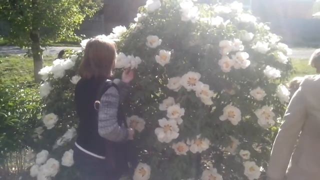 Пион древовидный возле дома А.А. Деревской