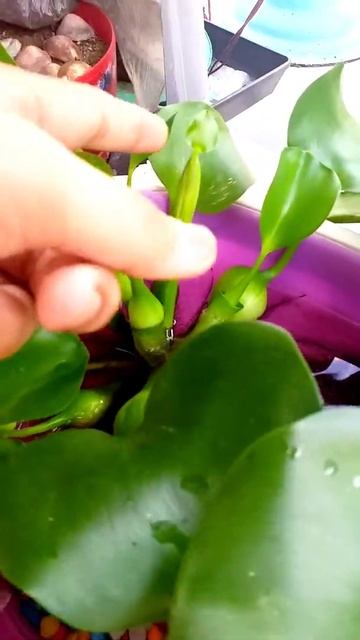 32 - My Water Hyacinth At Blooming in My Mini Koi Pond !! #GardeningWithRahima #shorts