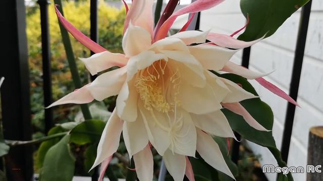 Night blooming cereus  Broad leaved epiphyllum  昙花