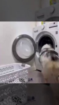 Был бы у меня такой пес