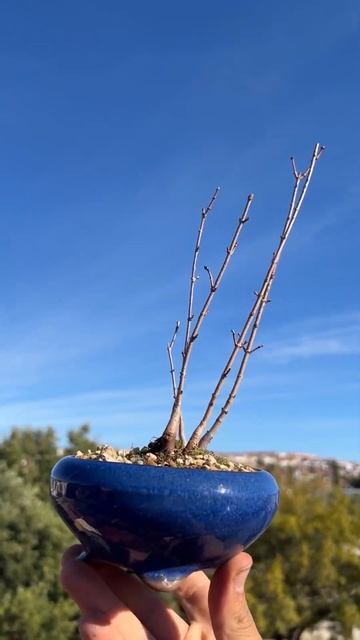 🌳BOSQUE ARCE GINNALA 3191🌳 WWW.BOHEBONSAI.COM