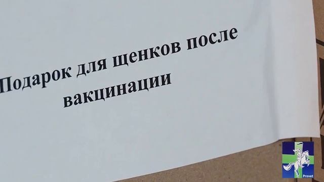 Провет-Капуцин  клиника современной ветеринарии. Взгляд изнутри.  4 мая 2020 г.