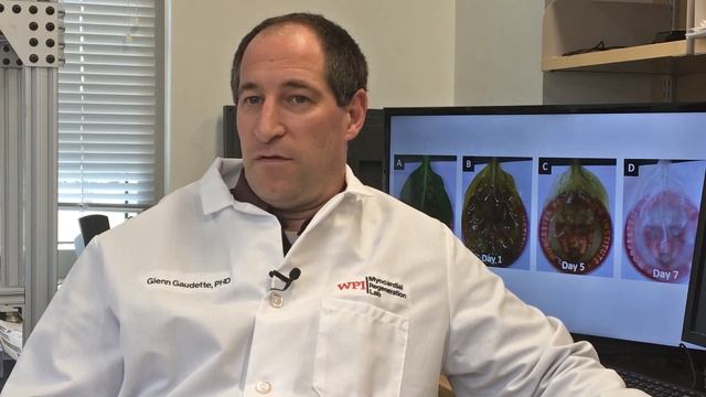 Spinach leaves can carry blood to grow human tissues