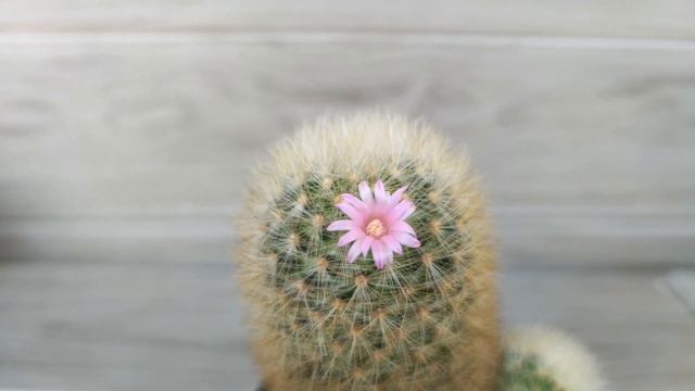 ปาดแคคตัส แมมเลาอ้าย 1 ปีผ่านไป โตได้แค่ไหน?  Mammillaria Laui 1 Year Cutting