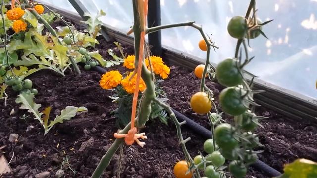 Tomato variety Sungold F1; best tomato!