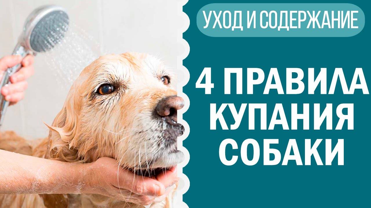 Как мыть собаку дома? Купание чихуахуа Софи — легко!