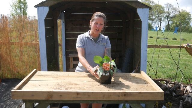 Rudbeckia Kissing Smiley - Top Tips!